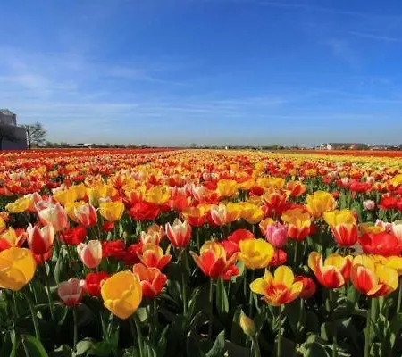 Luxury 'de Heerlijckheid Lisse' *