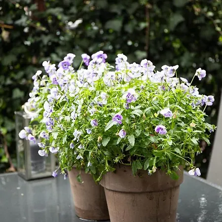 아파트 Luxury 'de Heerlijckheid Lisse' 리쎄