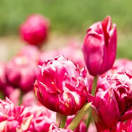 Luxury 'de Heerlijckheid Lisse' * 리쎄